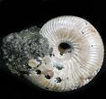 Iridescent Ammonite (Eboraciceras) Fossil - Russia #34627-1